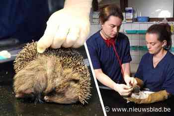 Aantal doodzieke egels in Natuurhulpcentrum piekt: 100 egels in 15 dagen tijd