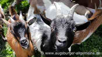 Auf einem Hof im Landkreis Landsberg verenden Dutzende Ziegen