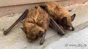 Rabid bat found in east-Regina garage, another in city's west end