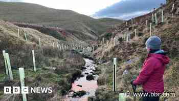 Thousands of trees planted in forest project