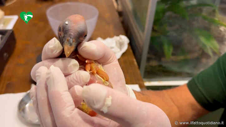 L’incredibile nascita al Bioparco di Roma: si schiude un uovo di avvoltoio Papa nel giorno dell’elezione di Leone XIV
