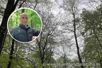 Als Rinder und Schweine noch im Wald hausten: Damalige Forstwirtschaft