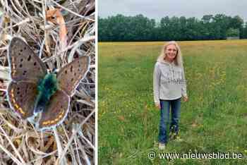 Els kan uiterst zeldzame vlinder opnieuw spotten in haar hooiland: “Ik wist niet zeker of ze natte zomer overleefd hadden”