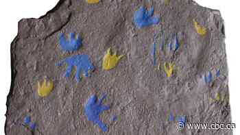 Oldest fossil footprints from reptile found in Australia