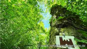 Im Schlossbergwald: So unterstützt Nagold die Calwer Hesse-Bahn
