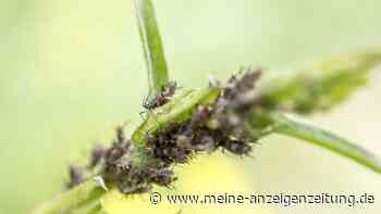 Vier Tipps gegen Blattläuse