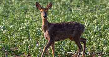 Two deer get stuck in York and North Yorkshire