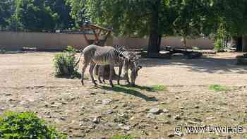 Neue seltene Grévy-Zebras im Kölner Zoo