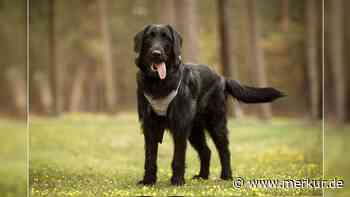 Als Welpe vermittelt: Hündin landet bereits nach Monaten wieder im Tierheim