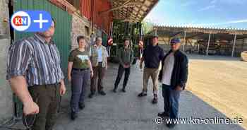 Wölfe bei Bark im Segeberger Forst: Rudel überwindet Schutzzäune - Tödliche Angriffe auf Weidetiere
