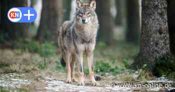 In Bark sind die Wölfe los - CDU-Politiker fordert Abschuss