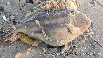 „Strände voller Kadaver“ – Giftige Alge tötet Meeres-Bewohner