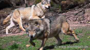 Experte warnt: Wölfe kommen Hamburger Stadtgrenze immer näher