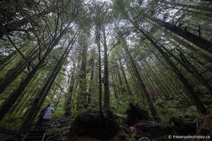 B.C. appoints council to improve forest sector, and the forestry ecosystem