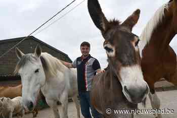 Een paardenfluisteraar in Moorsele? Noah (21) helpt dieren van hun trauma’s af: “Ik probeer gewoon te zien welk probleem ze hebben”