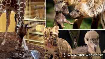 Babyboom in Nederlandse dierentuinen: van hyenapups en cheetawelpen tot babygiraf met onderbeet