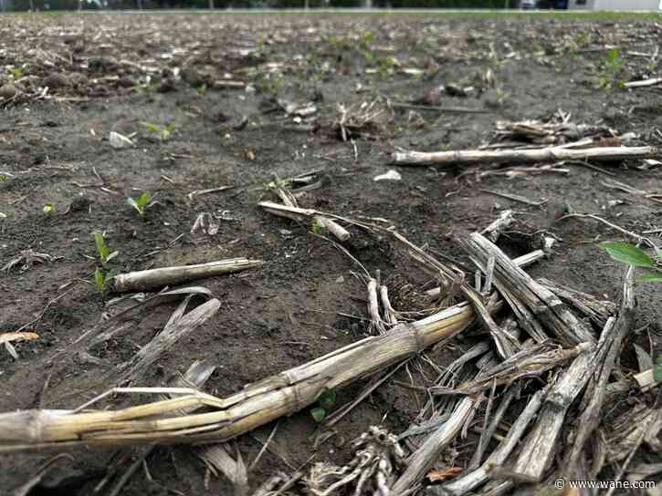 How much rain is too much for crops? Some farmers have yet to plant