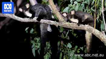 'My heart sank': Forest home to endangered gliders pegged to be logged