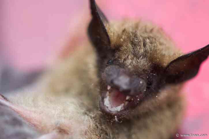 Cedar Park bat tests positive for rabies, police urge caution