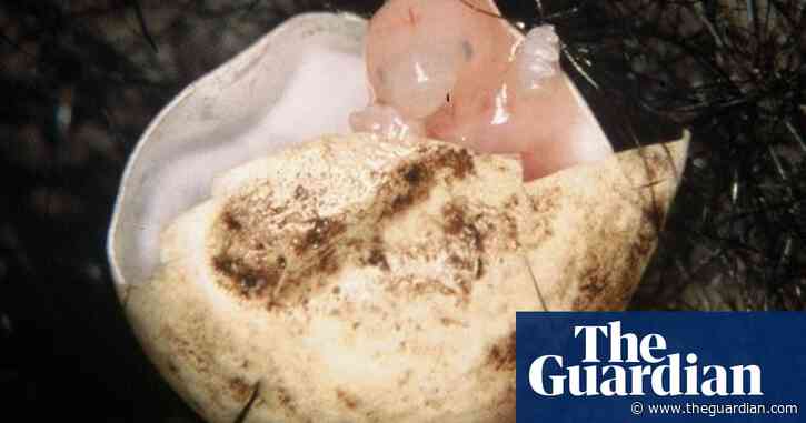 Echidna mothers change their pouch microbiome to protect tiny ‘pink jelly bean’ puggles, new research finds