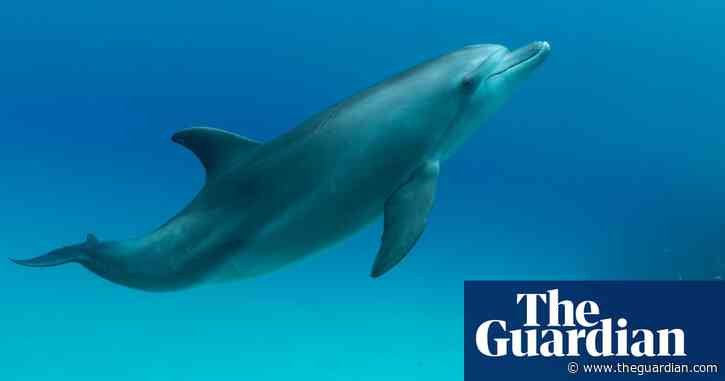 Decapitated dolphin found on remote island in North Carolina