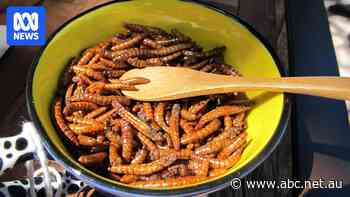 Squeamish consumers a bit of a problem for edible insect industry