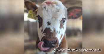 Newborn Normande calf captures the heart of dairy's Facebook following