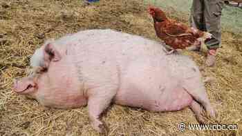 A wildlife sanctuary's sweetest pair: The story of Truffles and Little Red