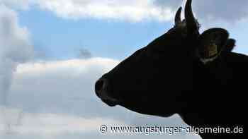 Tote Ziegen im Kreis Landsberg: Die dunklen Seiten der Landwirtschaft