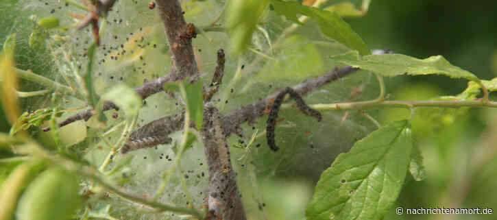 Harmlose Gespinstmotten