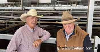 Numbers ease by 1596 at Tamworth, as lighter cattle sell for lower prices