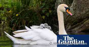 Week in wildlife: hitchhiking cygnets, a criminal duck and hopping hares