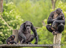 Scholieren met elkaar op de vuist in safaripark Beekse Bergen