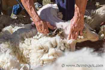 Updated shearing guidance aims to safeguard flock health this season