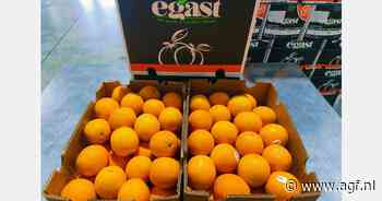 "Zuid-Afrikaans en Egyptisch citrus blijven het populairst in India"