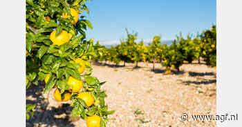 Marokkaanse citrussector wil krimpend areaal halt toeroepen