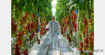 San Blas: nieuwe ToBRFV-resistente pruimtomaat van Enza Zaden