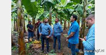 Staking legt Panamese bananensector volledig plat