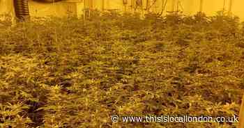 Huge cannabis factory discovered at industrial unit in Barking
