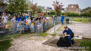 Lammetjes, wol en boerenijs bij schapenscheerfeest