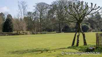Stem ‘boom op pootjes’ tot museumcuriositeit van het jaar