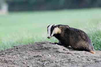 High Court to hear legal challenge over badger cull licences