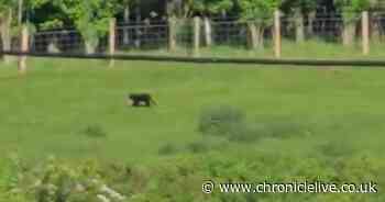'Black panther' spotted roaming Northumberland countryside leaving holidaymakers stunned