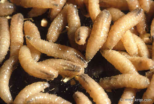 Bill to combat screwworm outbreak co-sponsored by New Mexico Senators