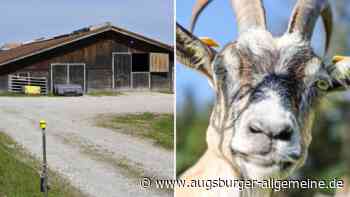 Tote Ziegen im Kreis Landsberg werden zur Existenzfrage für die Halter