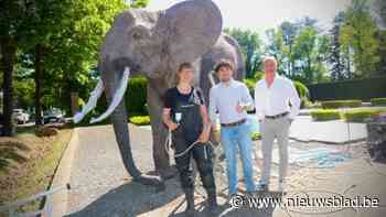 Bekendste olifant van Limburg wordt na 25 jaar gerestaureerd: “Onze beste investering ooit”