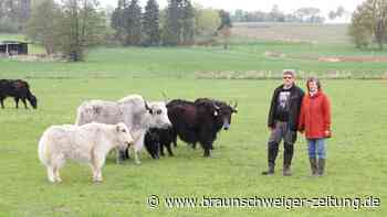 Ein tückisches Virus bedroht Gifhorner Rinder, Schafe und Ziegen