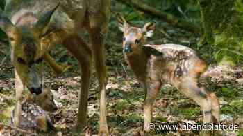 Süßer Nachwuchs in Hamburg: Doppeltes Mutterglück für Reh Frieda