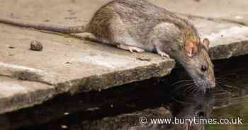 Property expert reveals true cost of rat infestations and it's more than £50k