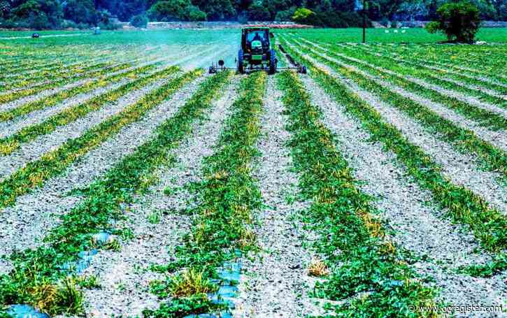 Freeing farm markets is better than tariffs and welfare